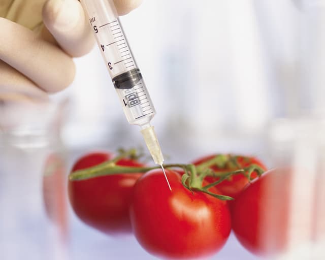 Германия собралась запретить генно-модифицированные сельхозпродукты