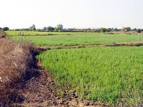 Pământurile Moldovei, abandonate pentru mult timp, o sursă pentru agricultura organică cerută pe piața UE