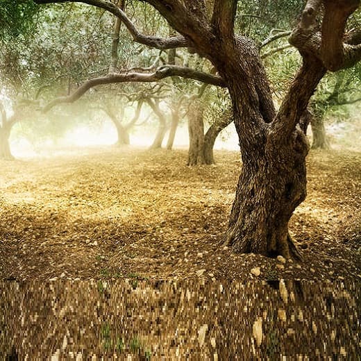 Simplificarea casării plantațiilor perene proprietate privată