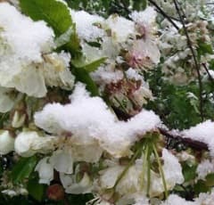 Ministerul agriculturii vine cu propuneri pentru producătorii afectaţi de calamitate