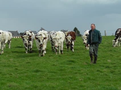 Засуха вынуждает молдавских фермеров продавать скот