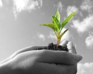 Producţia globală agricolă în trimestrul I 2014<sup>1</sup>