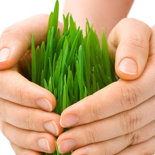 Стандарты занятости для трех профессий аграрного профиля