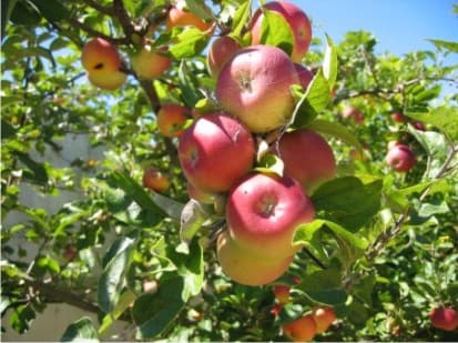 Merele în Moldova s-au ieftinit considerabil