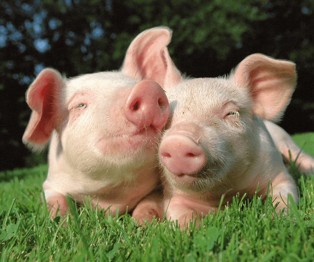 Preţul la carnea de porc a scăzut cu 30%