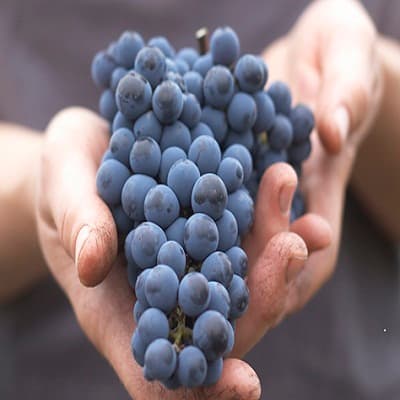 Expiră termenul de raportare a muncii zilierilor