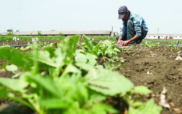 Tehnologiile informaționale și de comunicații ( *TIC) în servicilui unei ramuri tradiționale