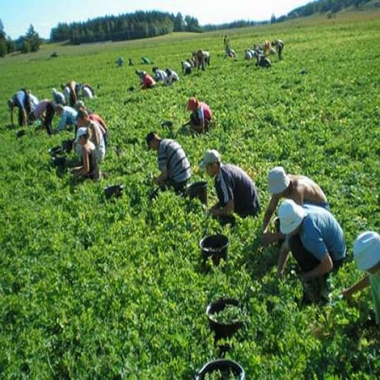 Munca zilierilor. Cum vom depăși provocările