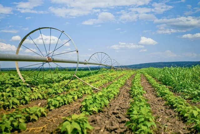 Grupurile de producători agricoli își vor promova produsele pe piața externă