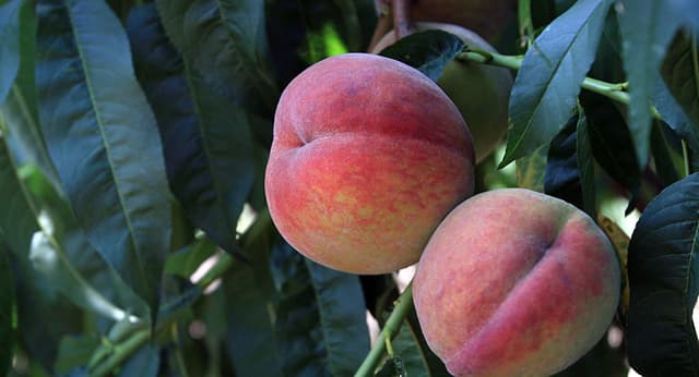 Unii experţi contestă oportunitatea „Pachetului agricol”