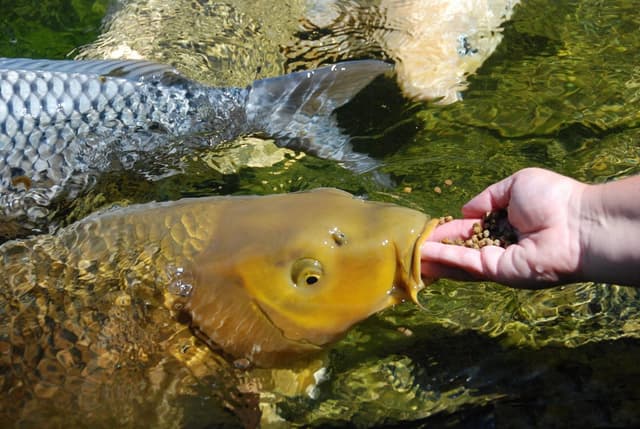 Trecerea de la produsele piscicole de import la produsele autohtone