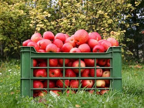 Ordinul Ministerului Agriculturii și Industriei Alimentare cu privire la acordarea sprijinului financiar producătorilor de fructe şi struguri pentru recolta anului 2014