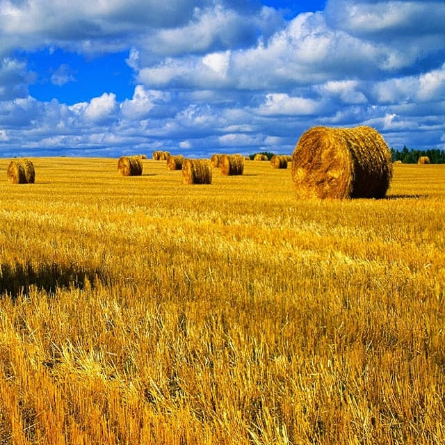 Curtea de Conturi analizează competitivitatea agriculturii