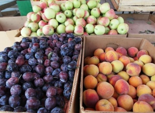 Россия может отменить эмбарго на ввоз молдавской сельхозпродукции