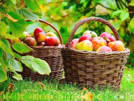 Compensații incerte pentru agricultorii cu plantații de mere de peste 15 ha