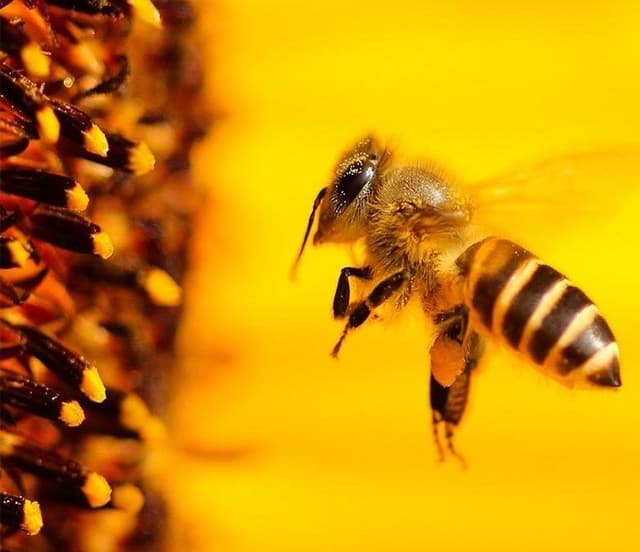 Агросфера: использование приложения BeeProtect может стать обязательным