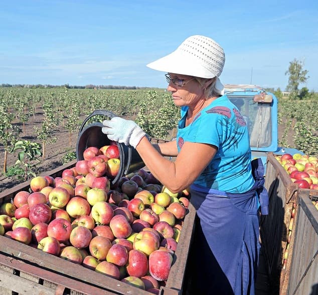 Поденная работа будет регулироваться законом