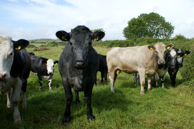 Crescătorii de animale vor primi plăți directe per cap de animal