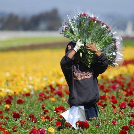 BNS prezintă distribuția persoanelor ocupate pe activități economice