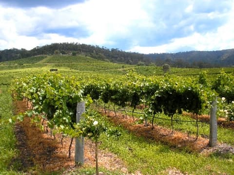 Producţia globală agricolă în ianuarie-iunie 2014