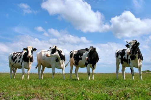 Publicarea primei hărţi animate în domeniul agriculturii