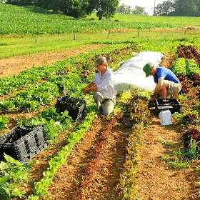 Declararea contribuţiilor de asigurări sociale  pentru persoanele care desfăşoară activitate de zilier