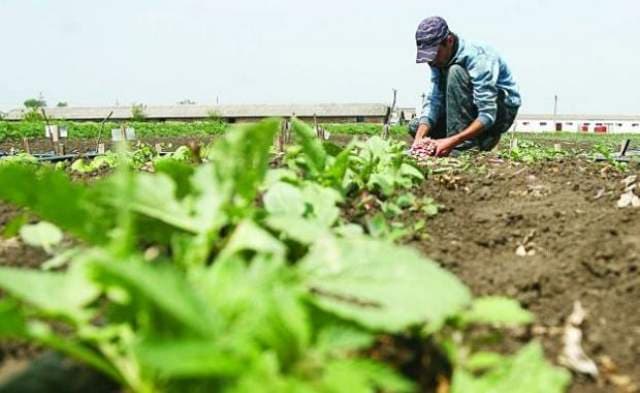 Proiectul de Lege cu privire la exercitarea unor activităţi necalificate cu caracter ocazional desfăşurate de zilieri