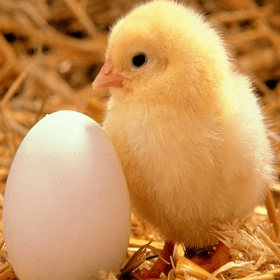 Contabilitatea în avicultură