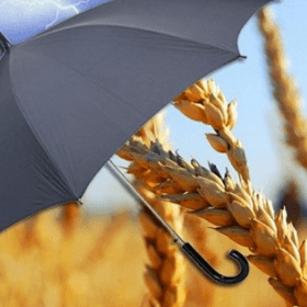 Asigurarea riscurilor de producție în agricultură: ce modificări ar putea fi operate