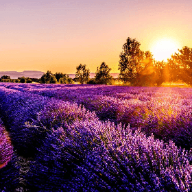 Benchmarking-ul afacerii de producere a lavandei în Republica Moldova