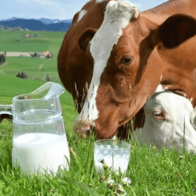 Plata directă în sectorul zootehnic: per cap de animal și per kg de produs