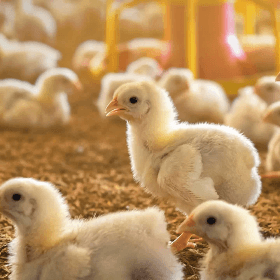 Perfecționarea documentelor primare și centralizatoare aferente proceselor de producție în avicultură conform tehnologiilor aplicate