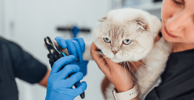 Услуги по уходу за животными и предпринимательский патент 