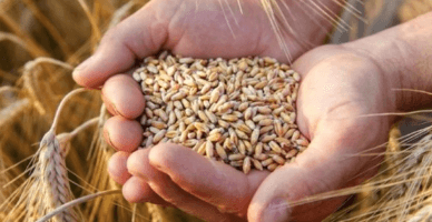 BNS: recolta culturilor agricole a crescut