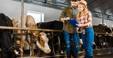 GȚ: Dările de seamă fiscale