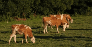 A fost lansat un apel de depunere a cererilor de solicitare a unor plăți directe în sectorul zootehnic