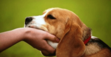 Ce reprezintă taxa pentru posesorii de câini? Practica internațională