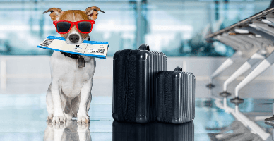 Cum trecem frontiera cu animalele de companie?