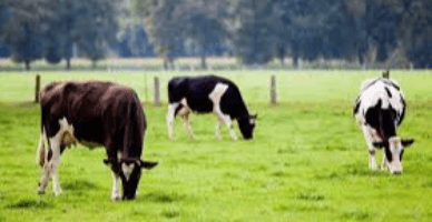  Продажа животных, выращенных в хозяйстве: уведомление о торговой деятельности и сбор за объекты торговли 