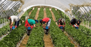 Amânarea sau eșalonarea simplificată a restanțelor pentru agricultorii care beneficiază de credite conform Legii nr. 78/2024 