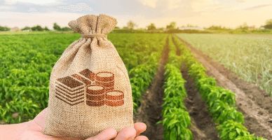 Măsurile de sprijin al fermierilor afectați de seceta anului 2024: categoria beneficiarilor, extinsă