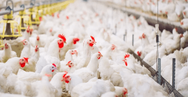 Contabilizarea costurilor aferente preparării furajelor pentru nutriția păsărilor