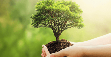 Domeniul achizițiilor de produse din horticultură și/ sau fitotehnie: regimul fiscal