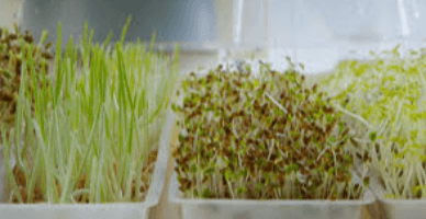 Regimul TVA aplicabil la germenii de ovâz/grâu, comercializați în ghivece sau pungi