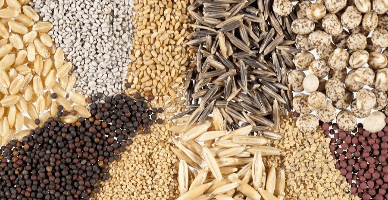 Condițiile și procedura comercializării temporare a semințelor care nu îndeplinesc cerințele referitoare la facultatea germinativă minimă 