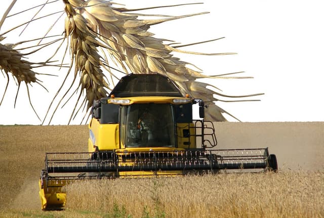 La Ocniţa roada de grâu a atins 5 tone per hectar